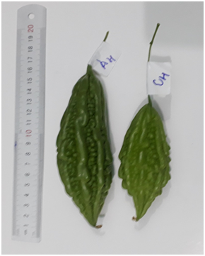 Nghiên cứu khả năng chống chịu mặn và ảnh hưởng của Natri Silicate đến sinh trưởng và phát triển của cây Khổ Qua (Momordica Charantia L.) và cây Rau Muống (Ipomoea Aquatia)